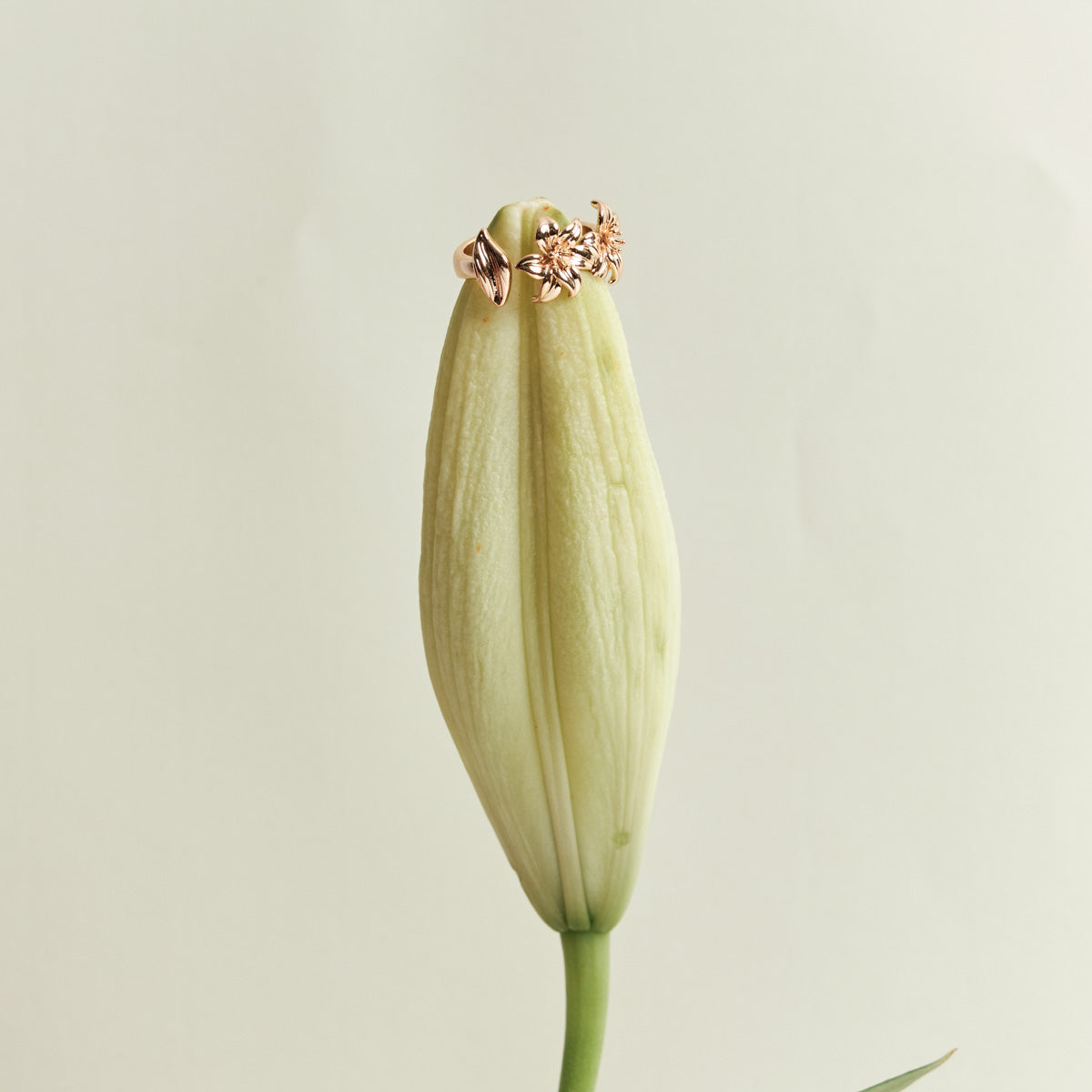 Anel Gardênia